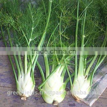 40ml Fennel Oil