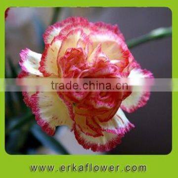 2016 carnation with lily flower