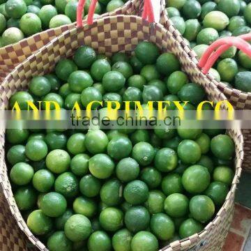 HOT ON SALE: LIME/ GREEN LEMON FROM VIETNAM