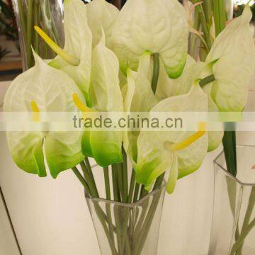 Anthurium