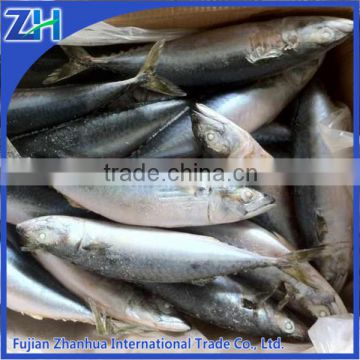 frozen pacific mackerel fish fresh seafood sale