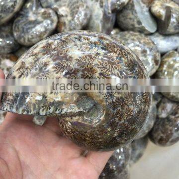 Natural Rock Conch Grey Ammonite Fossil Crystal Stone Ornaments For Sale