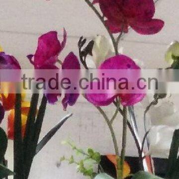 Real touch artificial Orchid in ceramic pot for home decoration