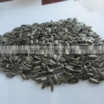 large sunflower seed