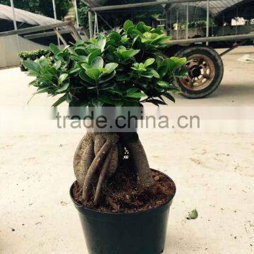 Natural plant bonsai tree ficus in bonsai