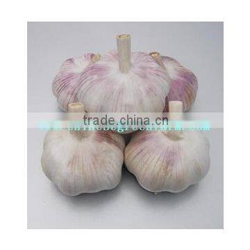2017 Fresh Pure White Garlic photo-3