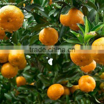 Companies Imported Fruit Orange Fruit Price photo-2