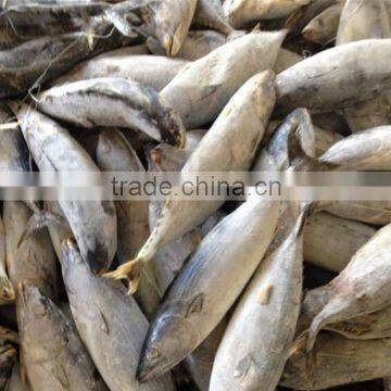 Frozen Bonito SKIP Fish whole round on sale