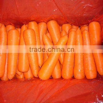 fresh Carrot shandong crop 150g up in 10kg carton