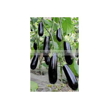 Hybrid eggplant seeds for growing-LG-early harvest