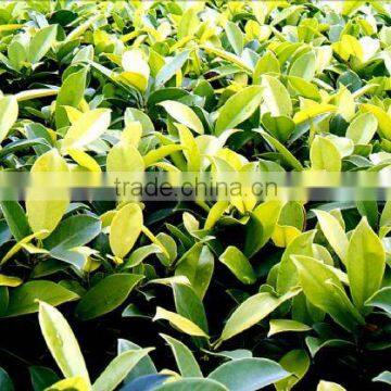 Ornamental Golden Ficus Microcarpa
