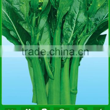 CS03 Dazhong 70 days cold resistant green choy sum seeds for sowing