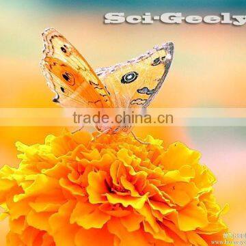 Marigold Oleoresin(Feed Grade) photo-3