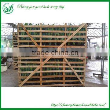 Indoor Dragon Tongue Plant photo-5