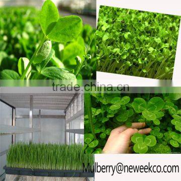 Neweek Automatic Water Pouting Alfalfa Growing Barley Bean Sprout Machine photo-6
