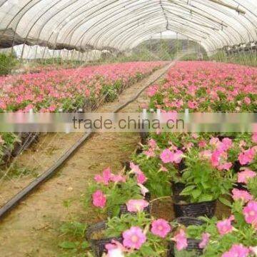 greenhouse mist irrigation system for flower