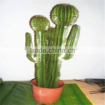 SJM091025 Outdoor decoration artificial cactus p .e . plant /prickly pear plant