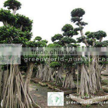 Ficus microcarpa huge size