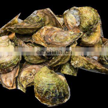 Oyster / Sea Conch Shell Washing Machine Fish Scales Removing Machine photo-7