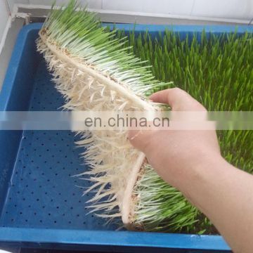 Animal Feeding Machine / hydroponics barley fodder feed growing machine/feeding system