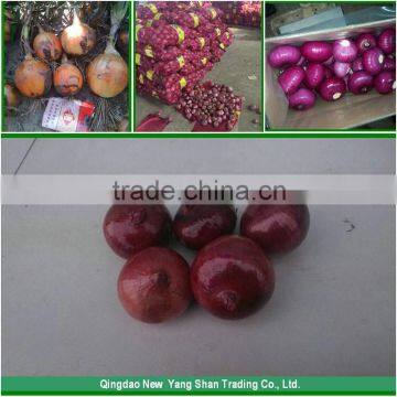 (HOT)Fresh Cabbage is the Most Popular