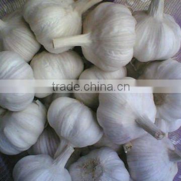 fresh white garlic