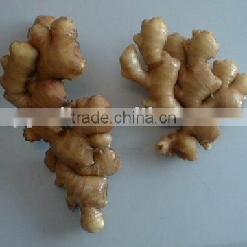 Chinese Fresh Ginger