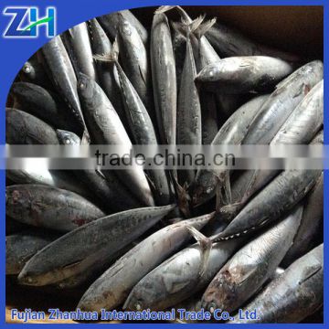 frozen bonito skipjack fish sale, skipjack tuna price