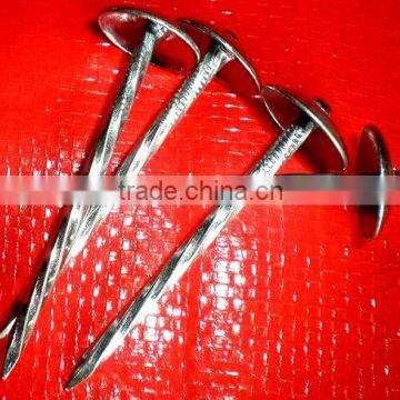 Kenya Market Best Quanlity Roofing Nails photo-4