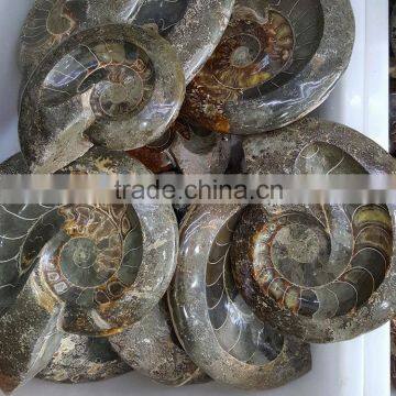 Natural Jadify Ammonite Fossils Ashtray/ Ink-stone Crafts Polished Conch Fossils