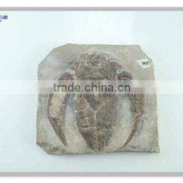 modern wall decor ocean animal fossil wall hanging decoration