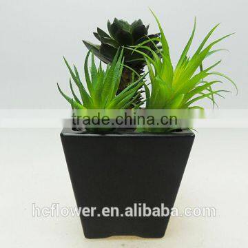 new style Potted plants for festival decorating