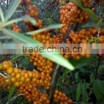 High quality seabuckthorn fruit oil,seabuckthorn oil