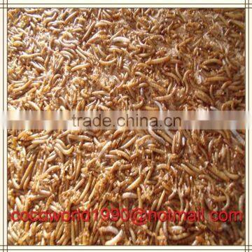 Nutrition Premium Yellow Dried Mealworm Bulk photo-2