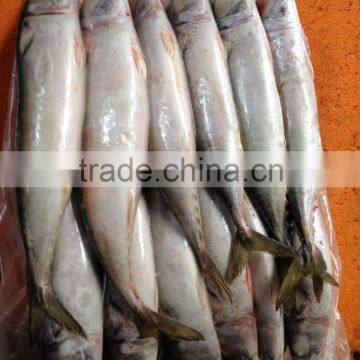 Fish Production China Frozen Fish Mackerel