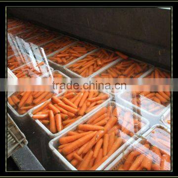 Sweet Fresh Carrot