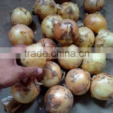 wholesale vegetable with great price