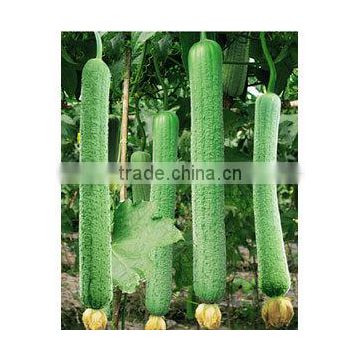 Hybrid Luffa seeds Sponge gourd seeds for growing-Yuyuan 3