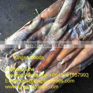 WHOLESALE Good Taste W/R Illex Squid