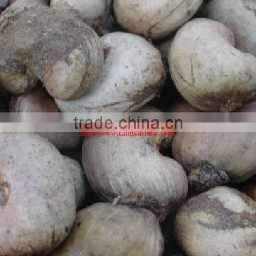 Fresh Vietnamese cashew nuts