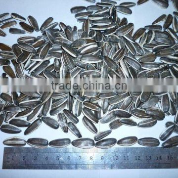 Sunflower seeds