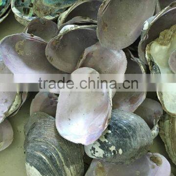 Raw American Pink Shell photo-2