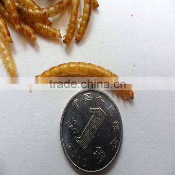 High Quality Dried Mealworm Made in China photo-4