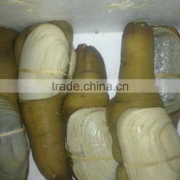 Live Geoduck (canadian) photo-3