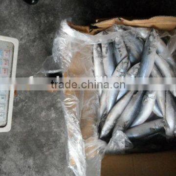 super quality frozen north pacific saury