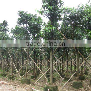 Ficus Altissima Potted for Outdoor Plants photo-3