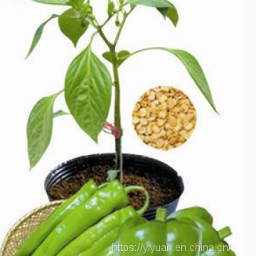 vegetablel seed hot pepper seed greenhouse pepper seeds no 54