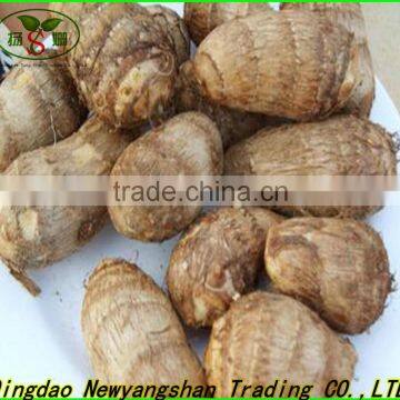 China Tomato Top Quality Competitive Price/fresh Tomato photo-3