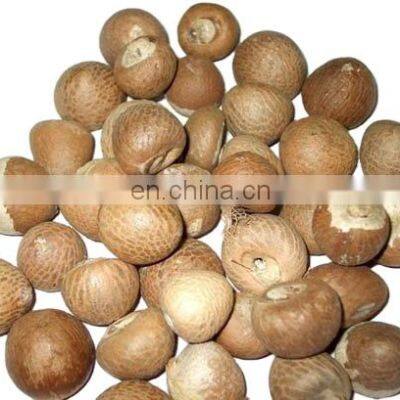 Vietnam Betel Nut/High Quality Dried Betel Nuts Dried Areca Nuts for Wholesales