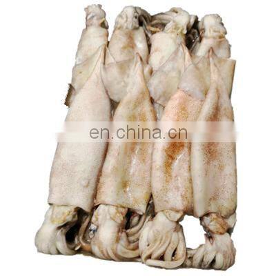 Good quality  BQF frozen small size squid for bait